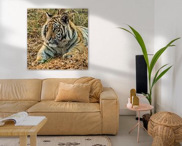 Tijger (Panthera tigris) "Luieren"