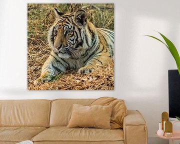 Tiger (Panthera Tigris) "lazy"