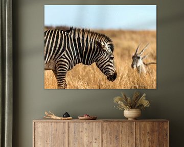 Zebra and Antilope grazing together
