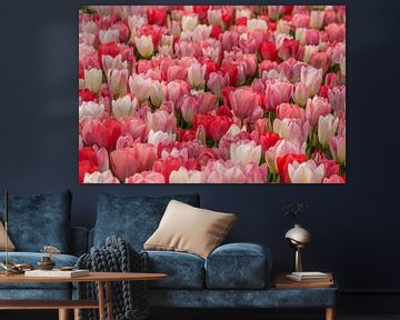 tulpen  rood ,roze