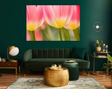 tulpen  rood ,roze van Marco Liberto