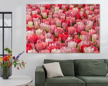 tulipes rouges, roses