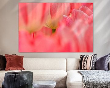 tulpen  rood ,roze van Marco Liberto