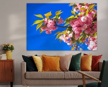 Cherry blossom blue sky by Dennis van de Water