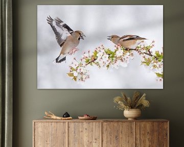 Fighting Hawfinches on a blossom branch by Ina Hendriks-Schaafsma