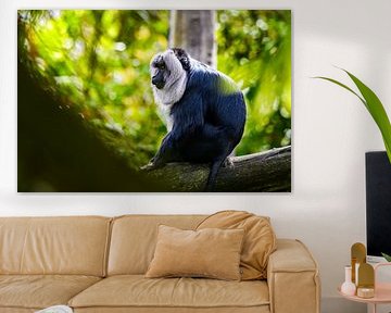 Affe im Baum: Bartaffe - ( auch Wanderaffe oder Löwenschwanzmakake genannt )