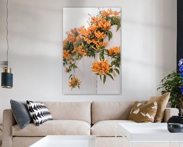 Kaapse Kamperfoelie - Oranje bloemen over witte muur Spanje