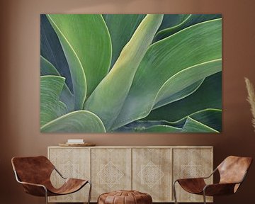 Drakenboom Agave in de zon van Werner Lehmann