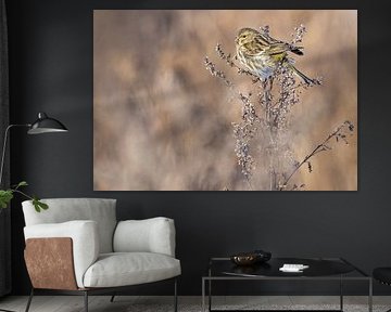 Europäischer Kanarienvogel