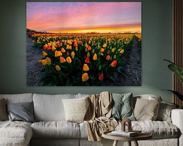 Tulpenvvelden zonsondergang! van Corné Ouwehand