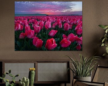 Pink tulips, pink sunrises. by Corné Ouwehand