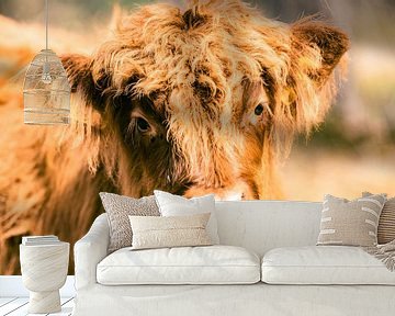 Kalf van Schotse Hooglanders in een natuurreservaat van Sjoerd van der Wal Fotografie