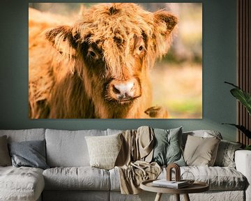 Kalf van Schotse Hooglanders in een natuurreservaat van Sjoerd van der Wal Fotografie