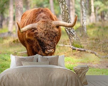 Schotse Hoogland rund in een natuurreservaat van Sjoerd van der Wal Fotografie