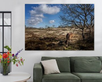 Exmoor-Ponys in den Dünen bei Bergen von Bo Scheeringa Photography