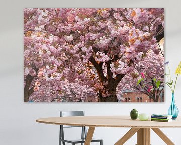 Japanese cherry by Marcel Derweduwen