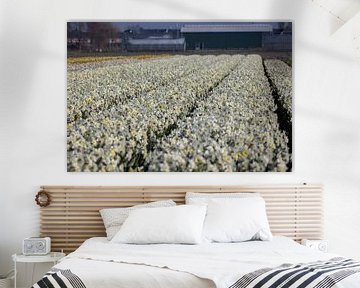 Field Narcissus near Lisse by Erwin van Eekhout