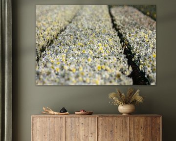 Field Narcissus near Lisse (2) by Erwin van Eekhout