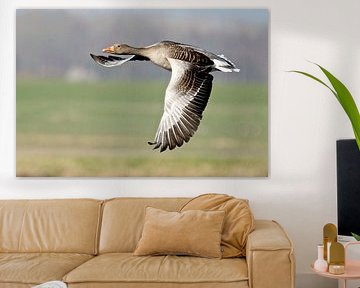 Vlucht van de Grauwe Gans by Harry Jamont