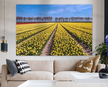 Geel bloeiende tulpen, een bomenrij en een blauwe lucht van Ruud Morijn