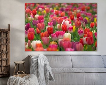 Champ de tulipes sur Marco Liberto