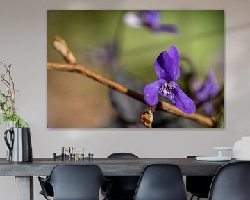 A violet violet, that's a coincidence!
