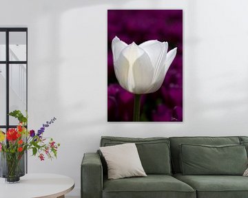 Witte tulp met paarse tulpen als achtergrond van W J Kok