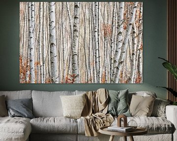 Birch forest by Violetta Honkisz