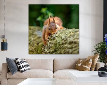 close up squirrel by gea strucks