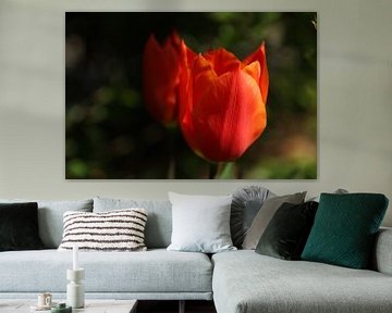 Oranje tulpen