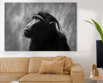 Portrait d'un macaque à crête (ce singe appartient à l'espèce des babouins) sur Chihong