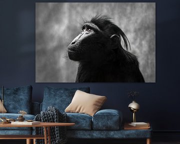 Portrait d'un macaque à crête (ce singe appartient à l'espèce des babouins) sur Chihong
