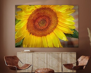 Sonnenblume von Rob Boon