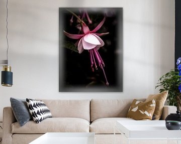 Fuchsia sur Rob Boon