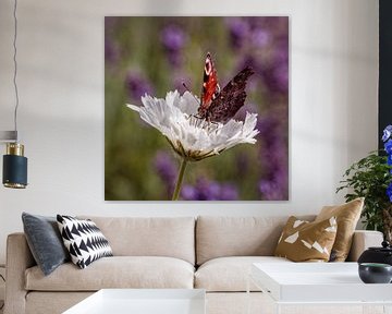 Peacock butterfly on white Doveweed by Rob Boon