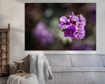 Fleur violette sur Rob Boon