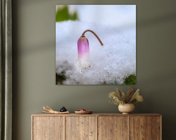 Paarse bloesem in de sneeuw van ManfredFotos
