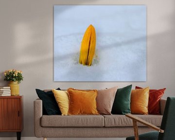 Gele krokusknop in de sneeuw van ManfredFotos