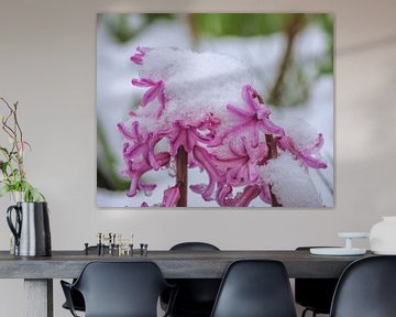 Paarse Hyacint Bloem in de Sneeuw van ManfredFotos