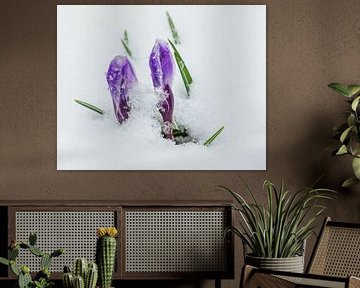 Boutons de crocus violets dans la neige sur ManfredFotos