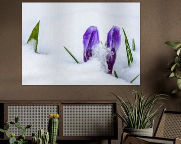 Paarse krokusknoppen in de sneeuw van ManfredFotos