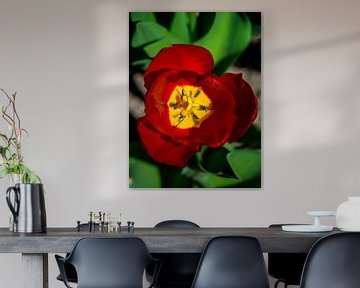Tulipe rouge vue d'en haut