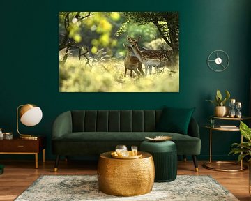 Fallow Deer (Dama dama) doe with fawn in the forest by Nature in Stock