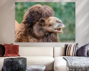 Dromedaris - Camelus dromedarius van Rob Smit