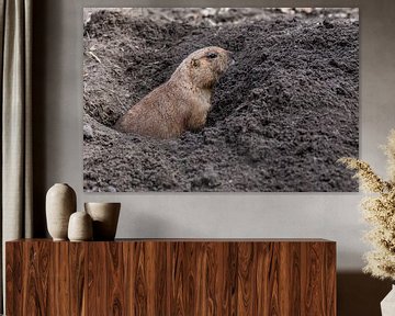 Prairie Dog - Cynomys by Rob Smit