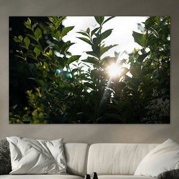 Tiefstehende Sonne, die schön durch unsere Hecke scheint von Pim Coenraads