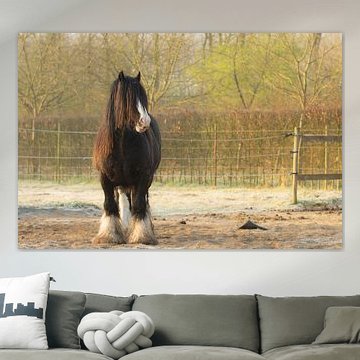 Cheval Cob irlandais