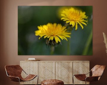 Dandelion or Sunflower? by Erwin van Eekhout