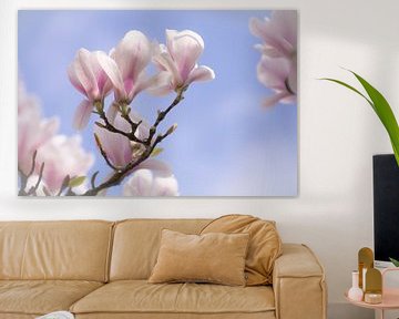 In het voorjaar bloeien de Magnolia's van FotoGraaG Hanneke