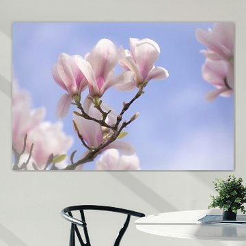 Magnolien blühen im Frühling